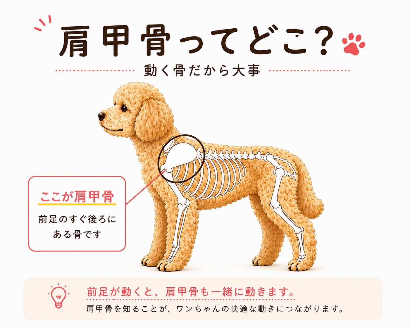 犬の肩甲骨の位置を示した図解。肩甲骨は前足のすぐ後ろにあり、前足の動きに伴って動くことを説明しています。