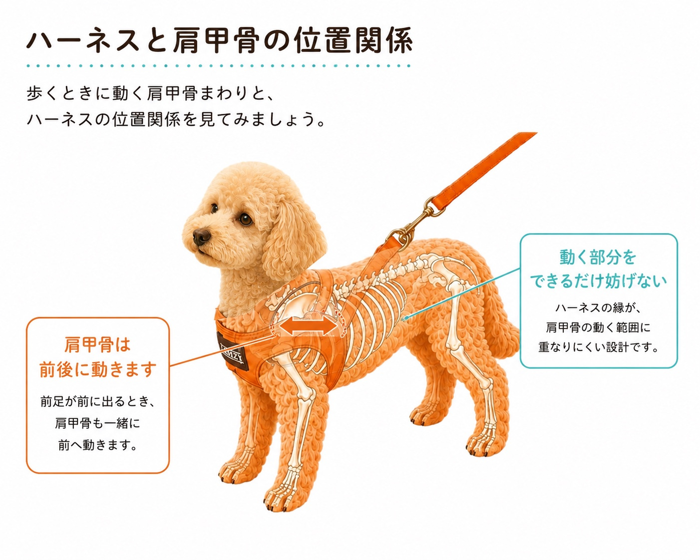 犬の肩甲骨とハーネスの位置関係を示した図解。歩行時に動く肩甲骨まわりとハーネスの位置を説明しています。