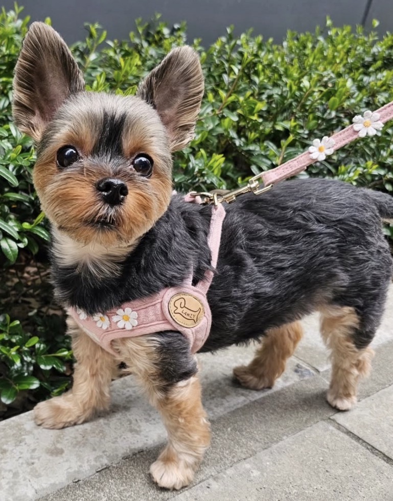 かわいいマーガレットデザインのLAMZY小型犬用ハーネスを着けたヨークシャーテリア
