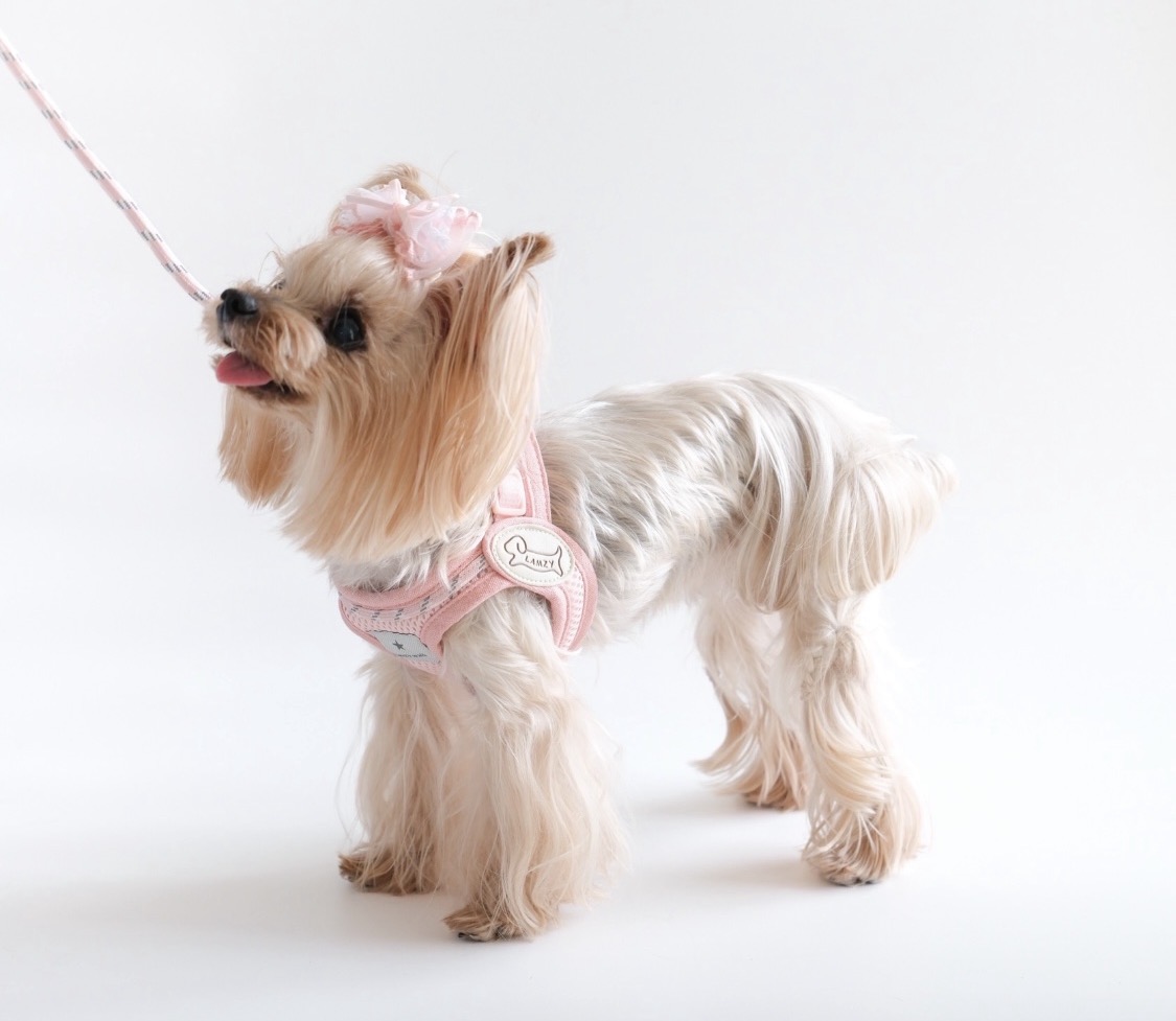 LAMZY小型犬用ハーネスを横から見た装着例 肩まわりと前足の動きを確認できる写真