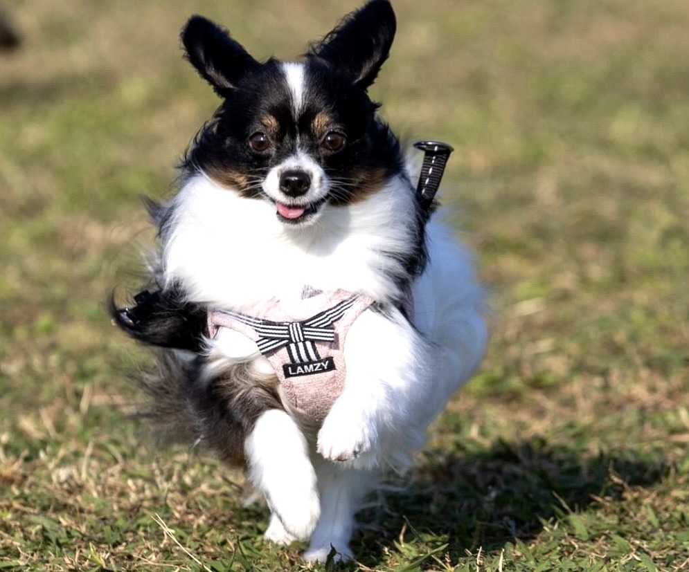 LAMZYハーネスを着けて走る小型犬 動いている時の首胸肩まわりを確認できる写真