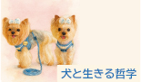 saizu